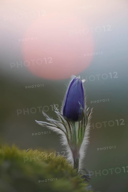 Common Pasque Flower or Dane's Blood (Pulsatilla vulgaris) in front of the setting sun