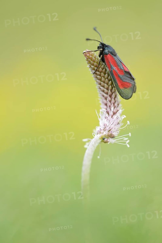 Transparent Burnet (Zygaena purpuralis)