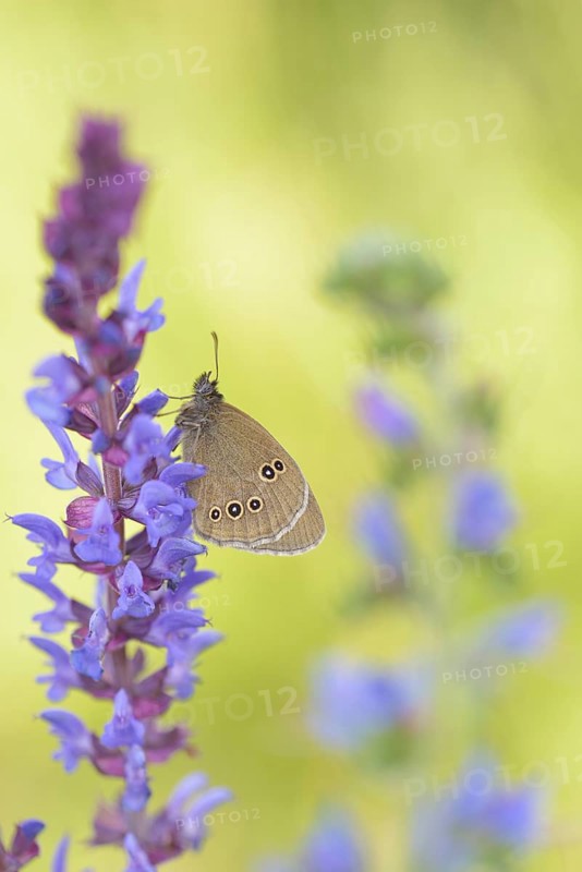Ringlet (Aphantopus hyperantus)