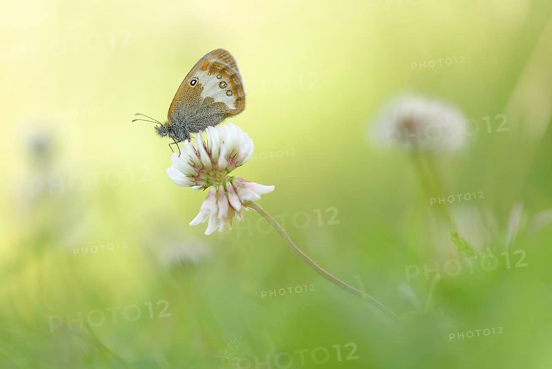 Pearly Heath (Coenonympha arcania)