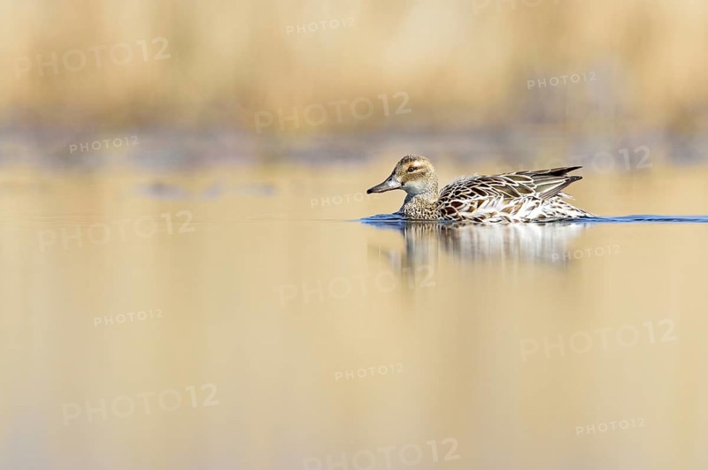 Garganey duck (Anas querquedula)
