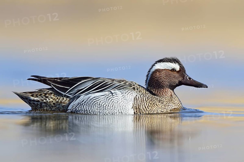 Garganey duck (Anas querquedula)