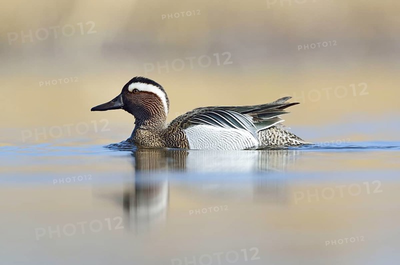 Garganey duck (Anas querquedula)