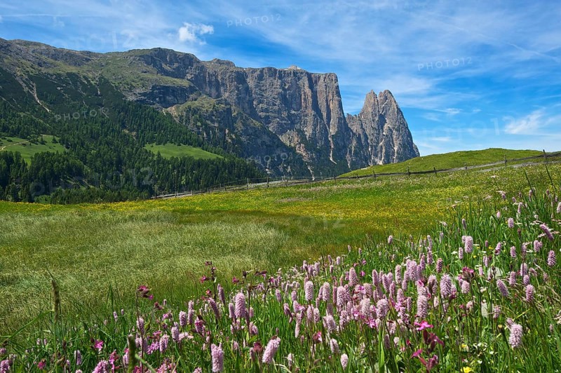 Alpine meadow with blooming Bistort (Bistorta officinalis)