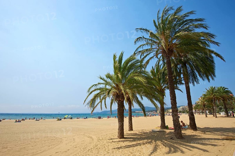 Palm trees on the beach Saint Clair