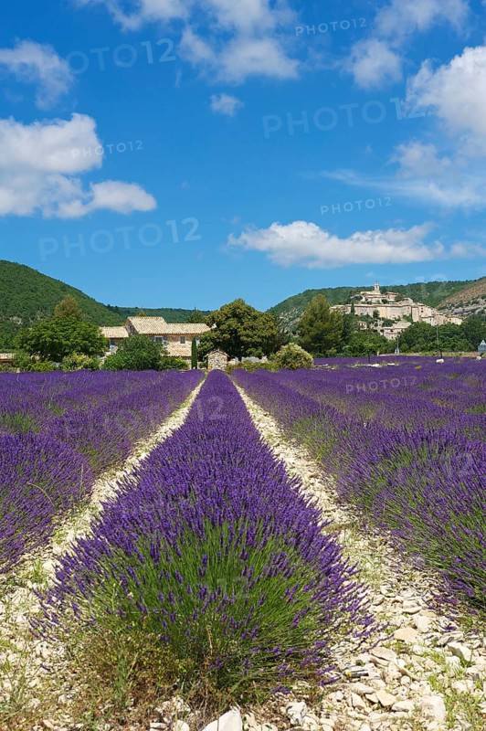 View over a lavender field towards the village