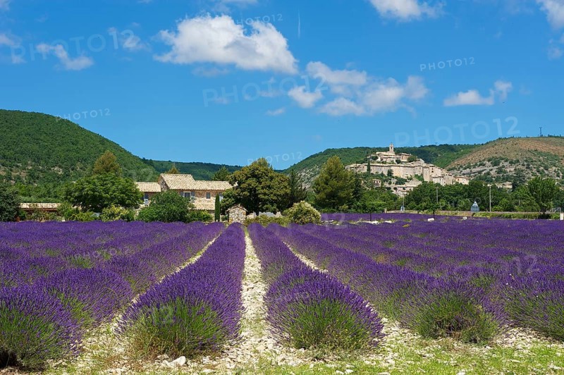 View over a lavender field towards the village
