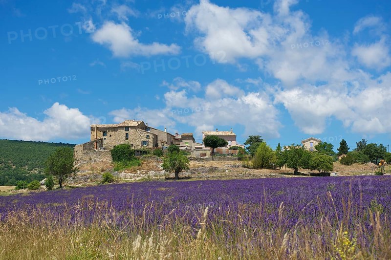 Lavender field with an old settlement