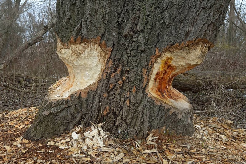 Beaver damage