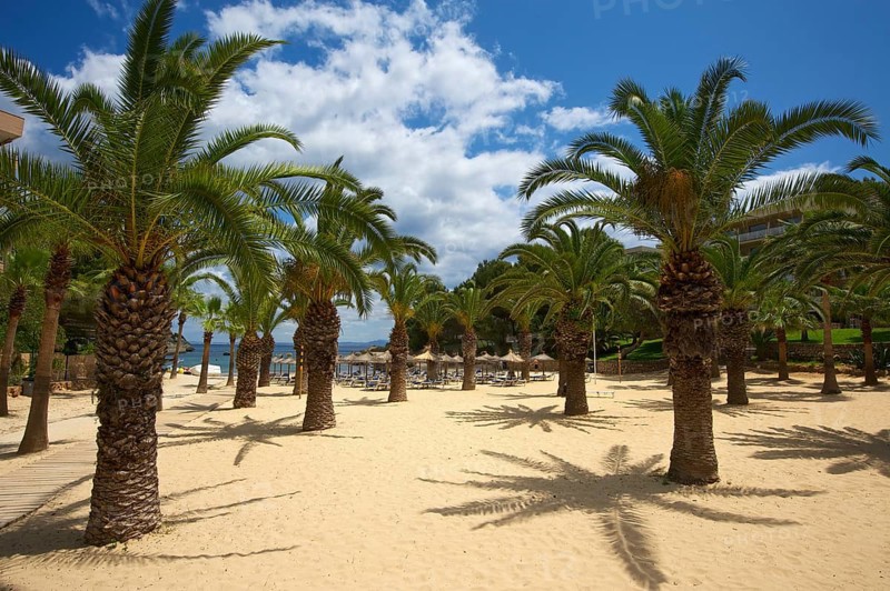 Palm trees on the beach