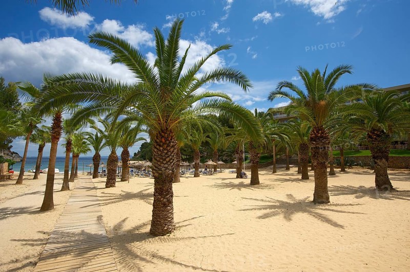 Palm trees on the beach