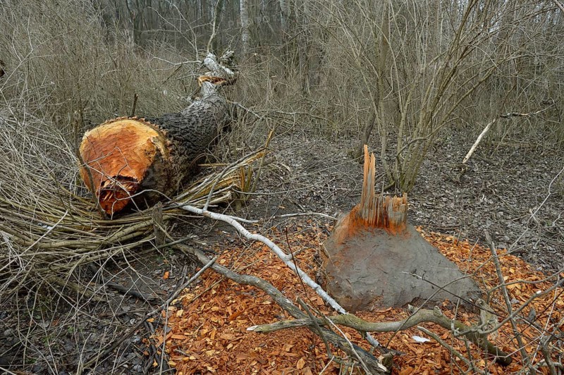 Beaver damage