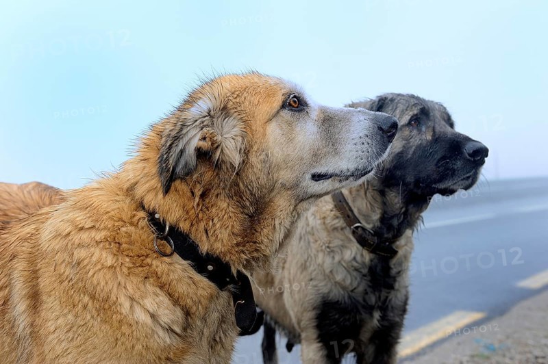 Two shepherd dogs of the Portuguese breed Cao da Serra da Estrela or Serra Dogs