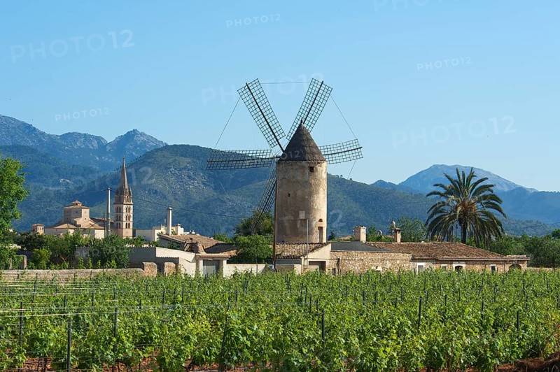 Vineyards and a windmill in front of the Serra de Tramuntana mountains