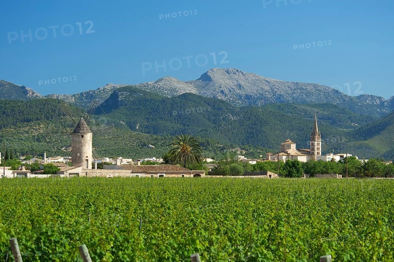 Vineyards and a windmill in front of the Serra de Tramuntana mountains