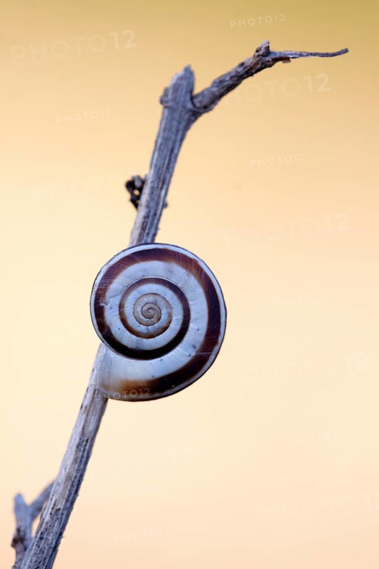 Snail
