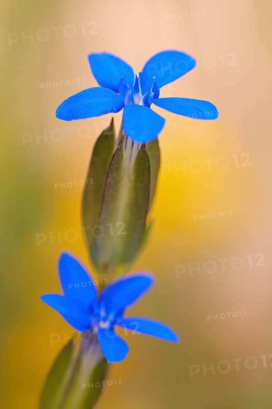 Alpine gentian (Gentiana nivalis)