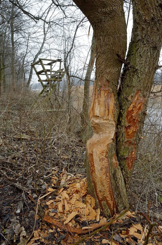 Beaver damage