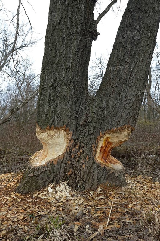 Beaver damage