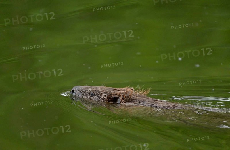 Eurasian Beaver or European Beaver (Castor fiber)