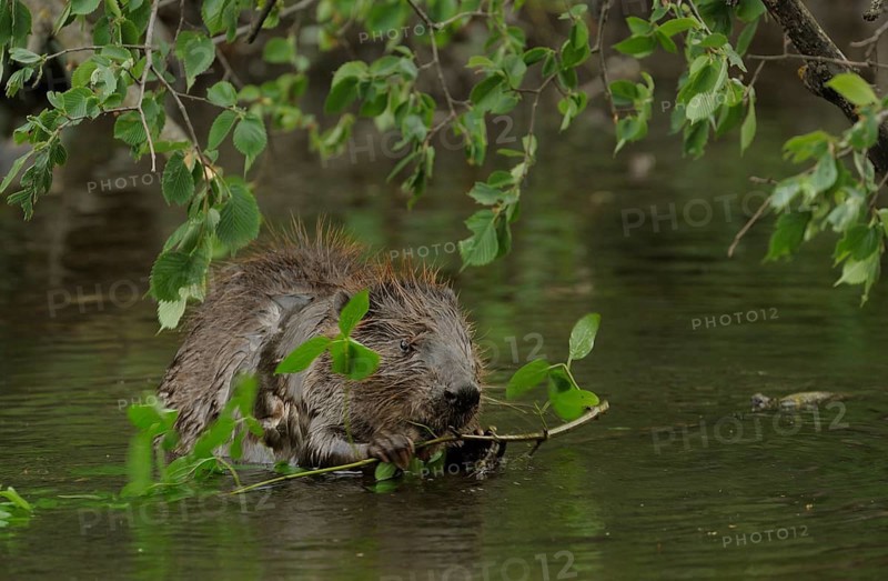 Eurasian Beaver or European Beaver (Castor fiber)
