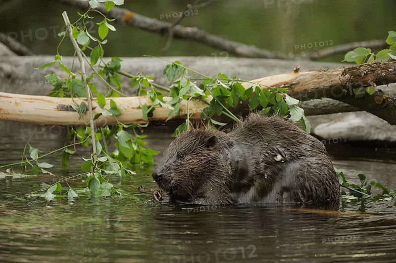 Eurasian Beaver or European Beaver (Castor fiber)