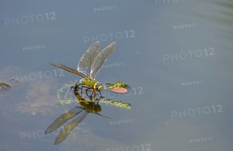 Emperor Dragonfly or Blue Emperor (Anax imperator)
