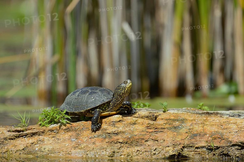 European Pond Turtle (Emys orbicularis)