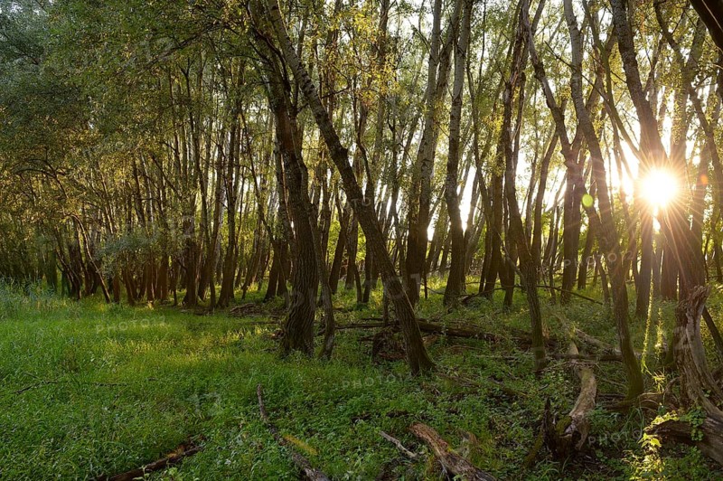 Floodplain forest