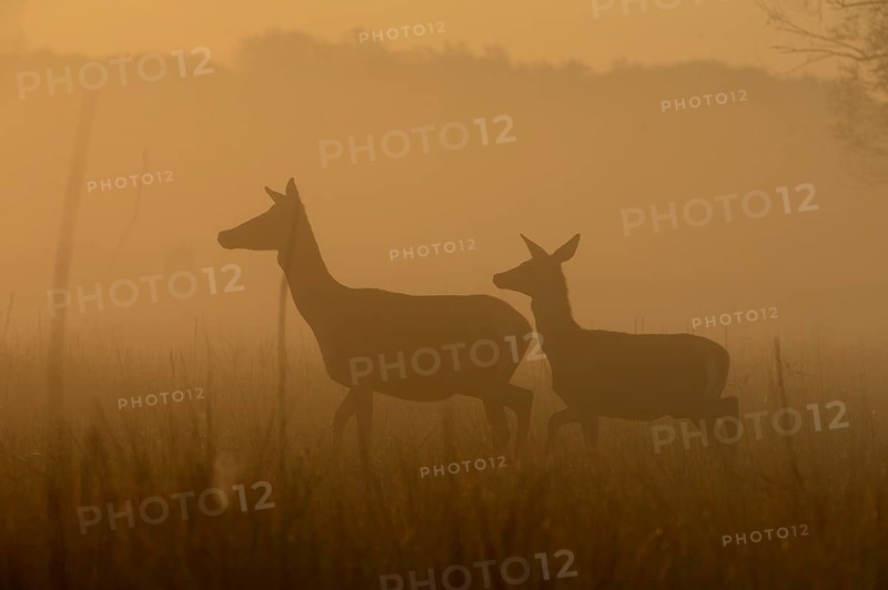Red deer (Cervus elaphus)