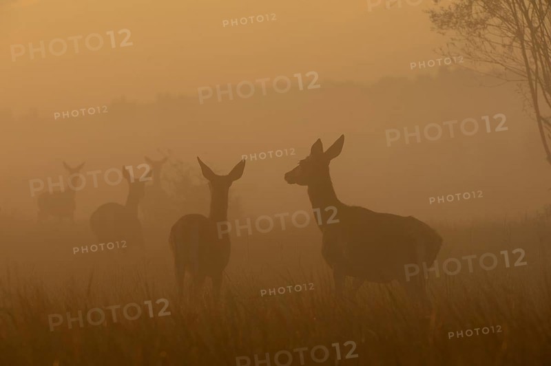 Red deer (Cervus elaphus)