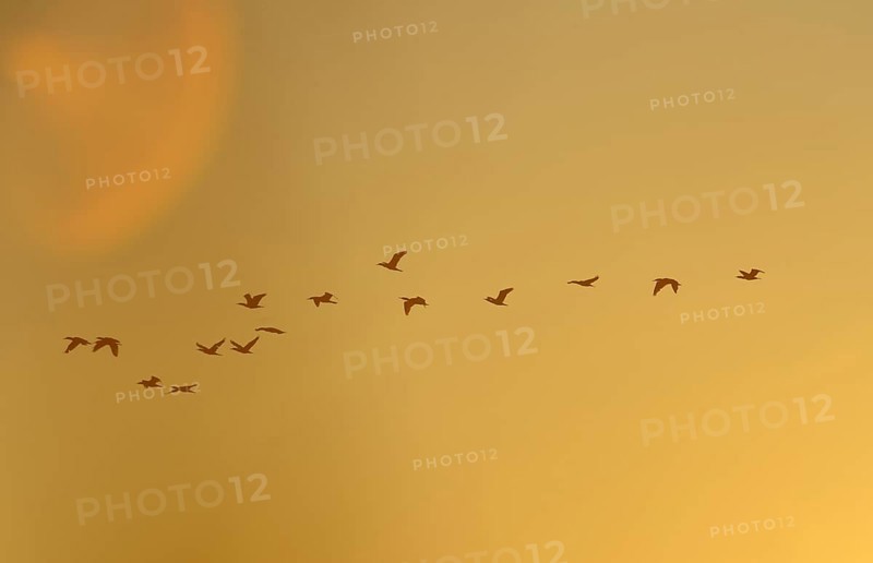 Flying Great Cormorants (Phalacrocorax carbo) at dawn