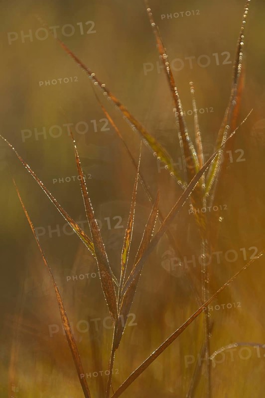 Reeds with morning dew