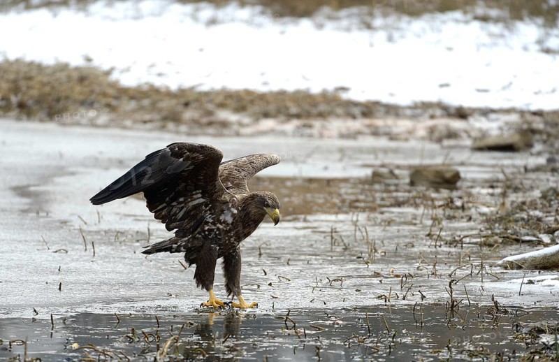White-tailed Eagle or Sea Eagle (Haliaeetus albicilla)
