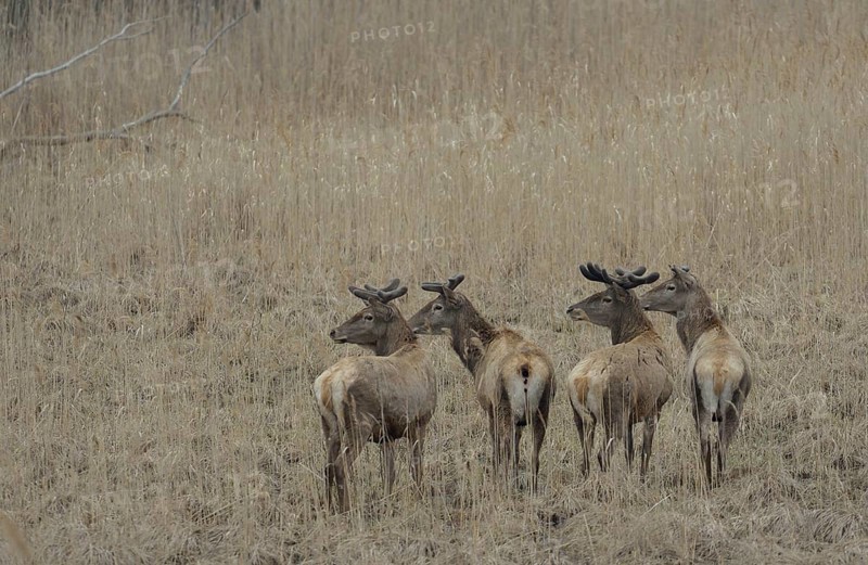 Red Deer (Cervus elaphus)