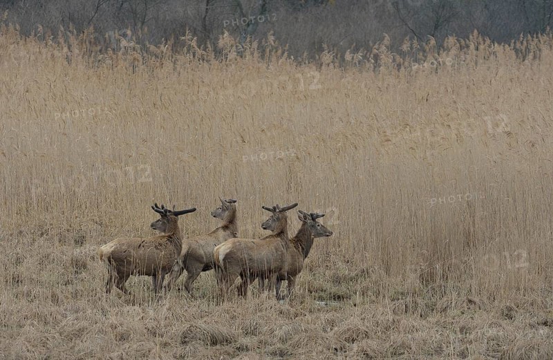 Red Deer (Cervus elaphus)