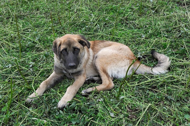 Young shepherd dog of the Portuguese breed Cao da Serra da Estrela or Serra Dog