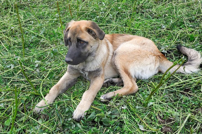 Young shepherd dog of the Portuguese breed Cao da Serra da Estrela or Serra Dog