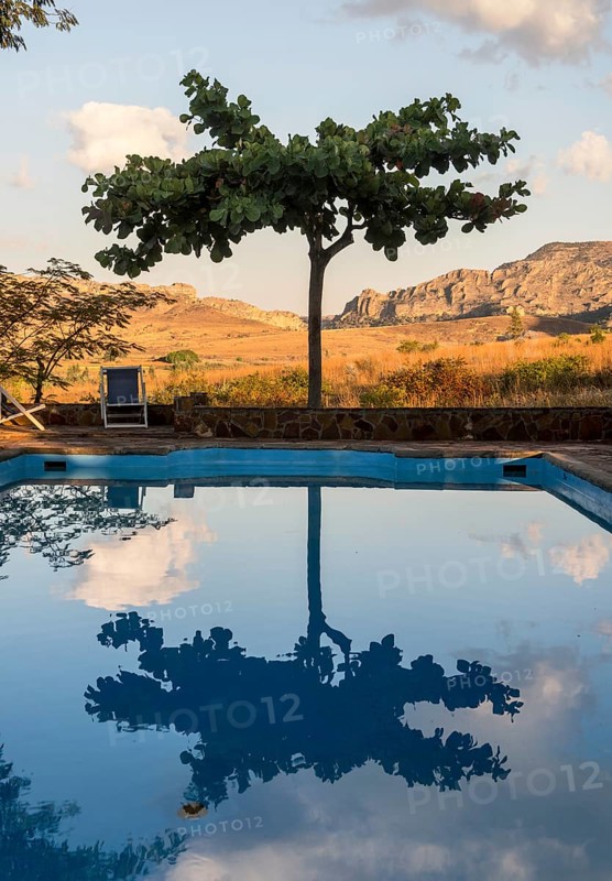 Tree reflected in swimming pool