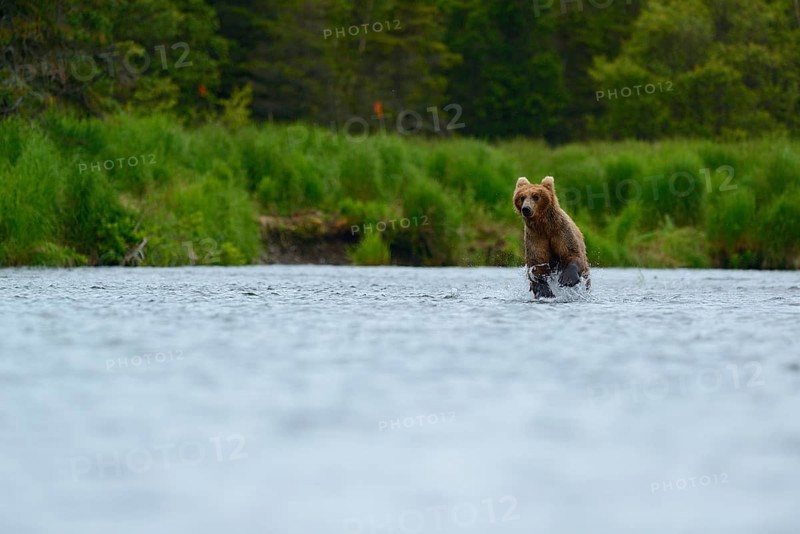 Grizzly Bear (Ursus arctos horribilis) hunting salmon at Brooks Falls