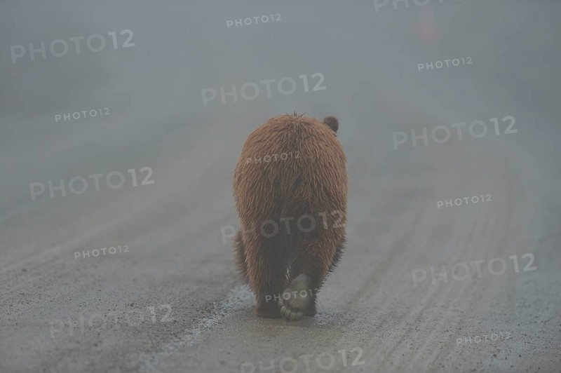Grizzly Bear (Ursus arctos horribilis) trotting along a path