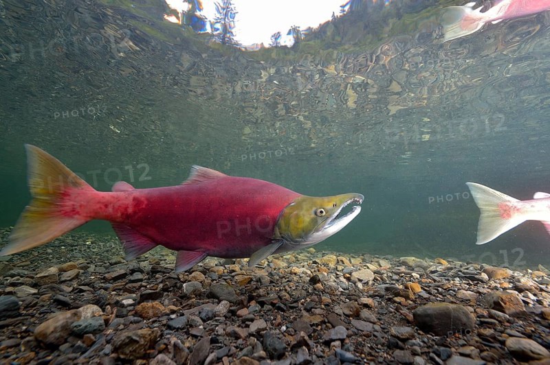 Sockeye Salmon