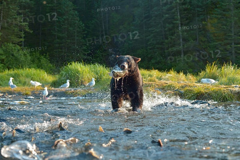 American Black Bear (Ursus americanus) fishing for salmon