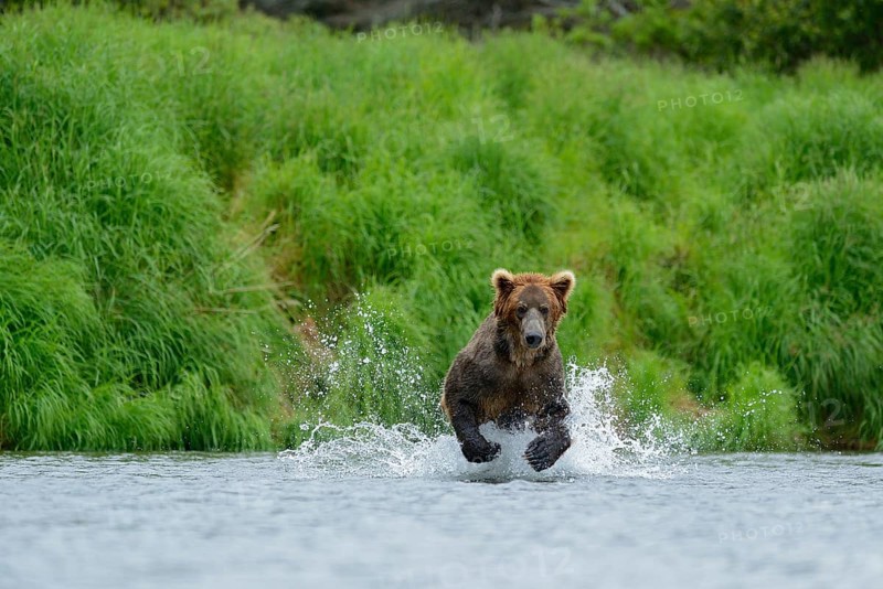 Grizzly Bear (Ursus arctos horribilis) hunting salmon at Brooks Falls