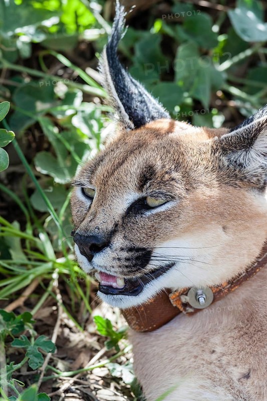 Caracal or Desert Lynx (Caracal caracal) with a radio collar