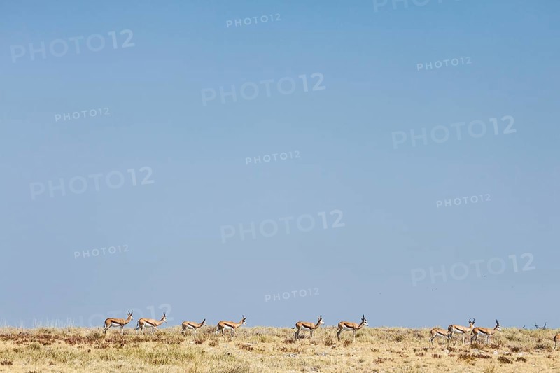 Springbok (Antidorcas marsupialis)