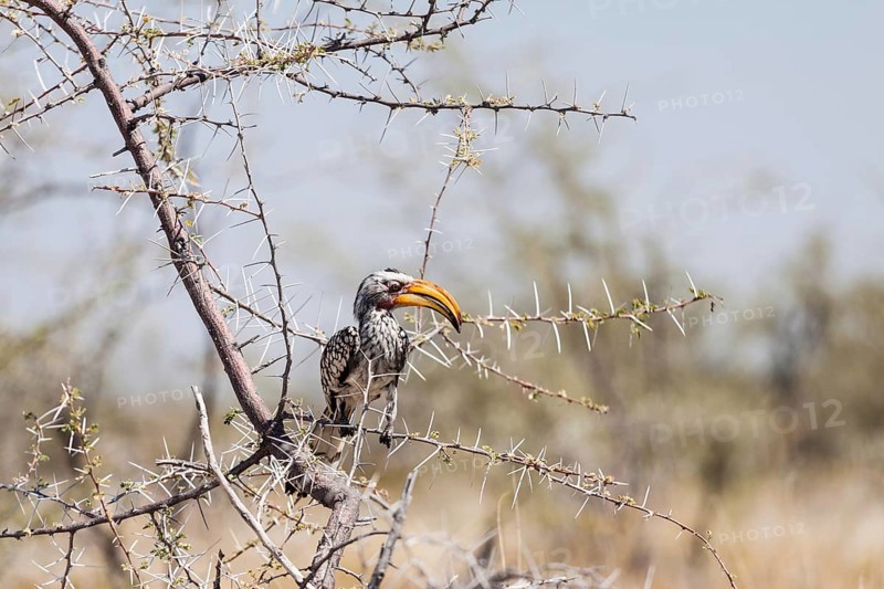 Southern Yellow-billed Hornbill (Tockus leucomelas) perched in a tree