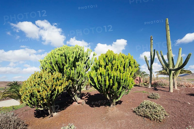 Plants of the Spurge family (Euphorbiaceae)