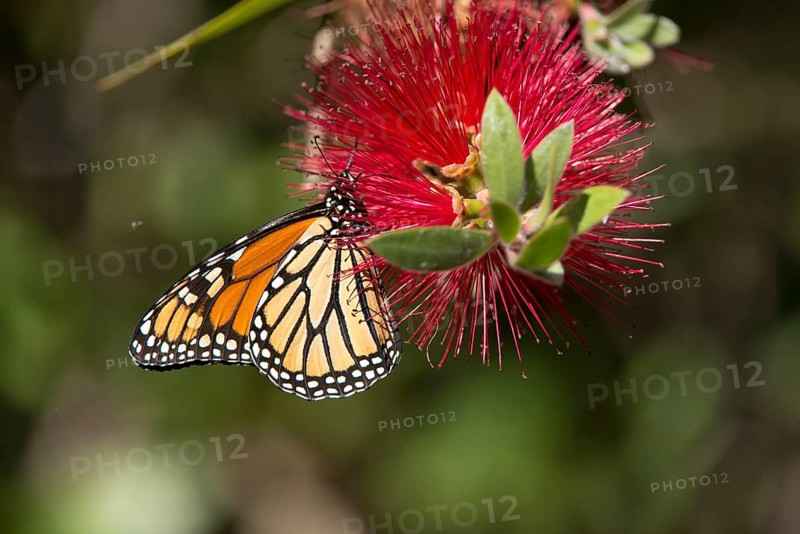 Monarch butterfly (Danaus plexippus)