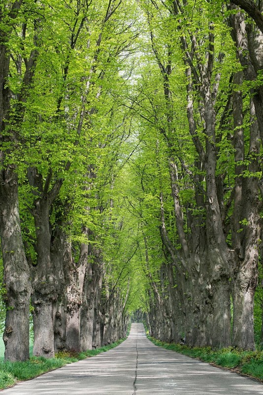 Avenue lined with lime trees